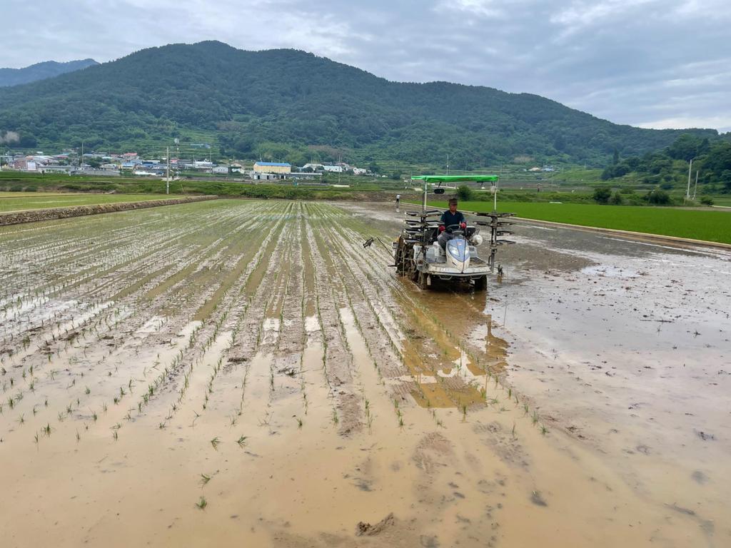 남해군, 가루쌀 재배로 쌀 수급 안정에 기여