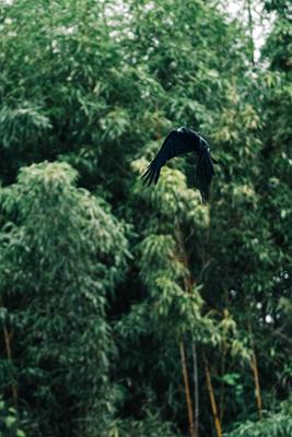 관광사진단 (2024-07) 대나무숲의 까마귀